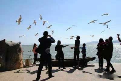 冬天去昆明哪里看海鷗？海埂公園.jpg